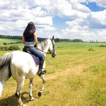 cavallo